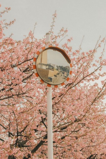 A round convex mirror with an orange and white striped border is mounted on a tall white pole, reflecting a view of a street with buildings and benches, set against the backdrop of pink cherry blossom