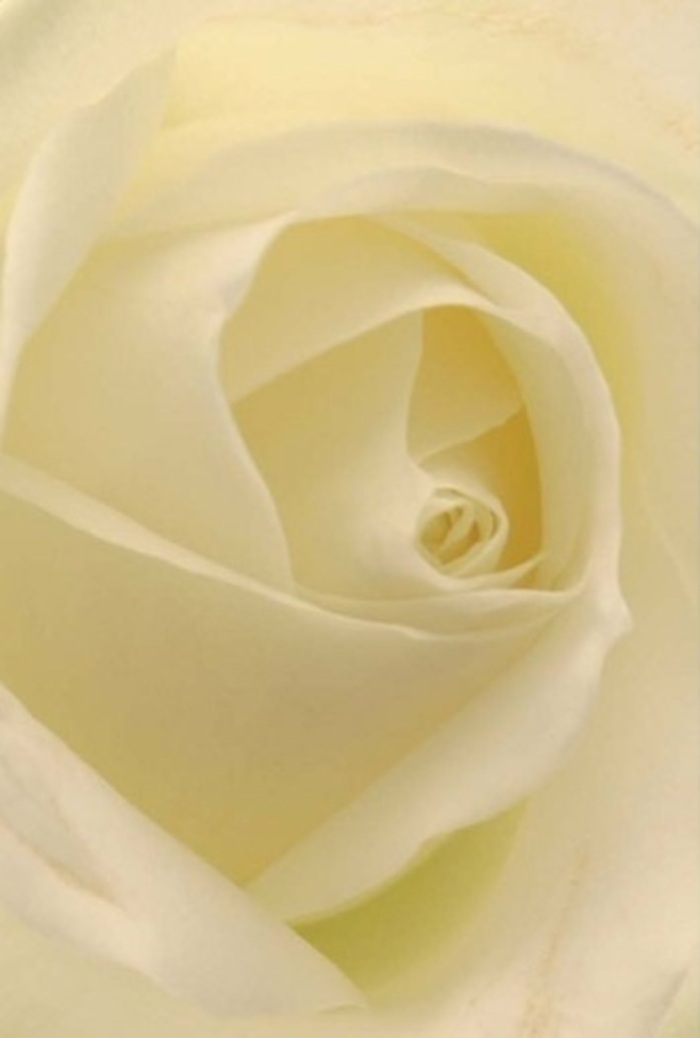 Drawn into an intimate perspective, the beauty of this classic white rose unfolds in North Ockendon's restful light, showcasing layer upon flawless layer of creamy petals with natural sophistication. Hints of cream and gentle shadow ripple through the arrangement, imparting a sense of peacefulness reminiscent of the rolling green expanses that embrace the village. The light seems to migrate through the petals, illuminating them from within and highlighting delicate veining that tells of both purity and gentle strength. As an experienced North Ockendon florist, I see this rose as the epitome of meaningful floral giving-a fitting expression for romantic moments, sincere apologies, or elegant settings at local events in the All Saints Church Hall. The spiral of the core hints at deep emotion kept quietly at the heart, while the gradations between white and soft yellow reveal the craft and sensitivity poured into every arrangement. The bloom's understated scent-clean and calming-drifts gently, embodying the careful artistry and attentive delivery that characterises North Ockendon Florist. In every petal unfolds a story of care, resilience, and subtle love for this calm corner of Essex.